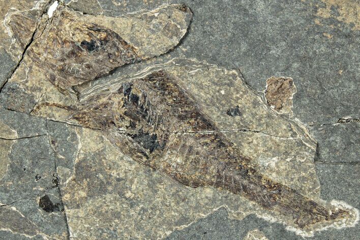Oligocene Fossil Percoid Fish (Oligoserranoides) - Poland #320643